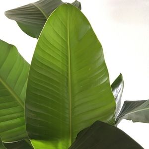 Meet your Posher, Tam